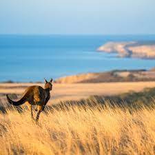 03-australia-last-kankou.jpeg 03-australia-last-kankou.jpeg
